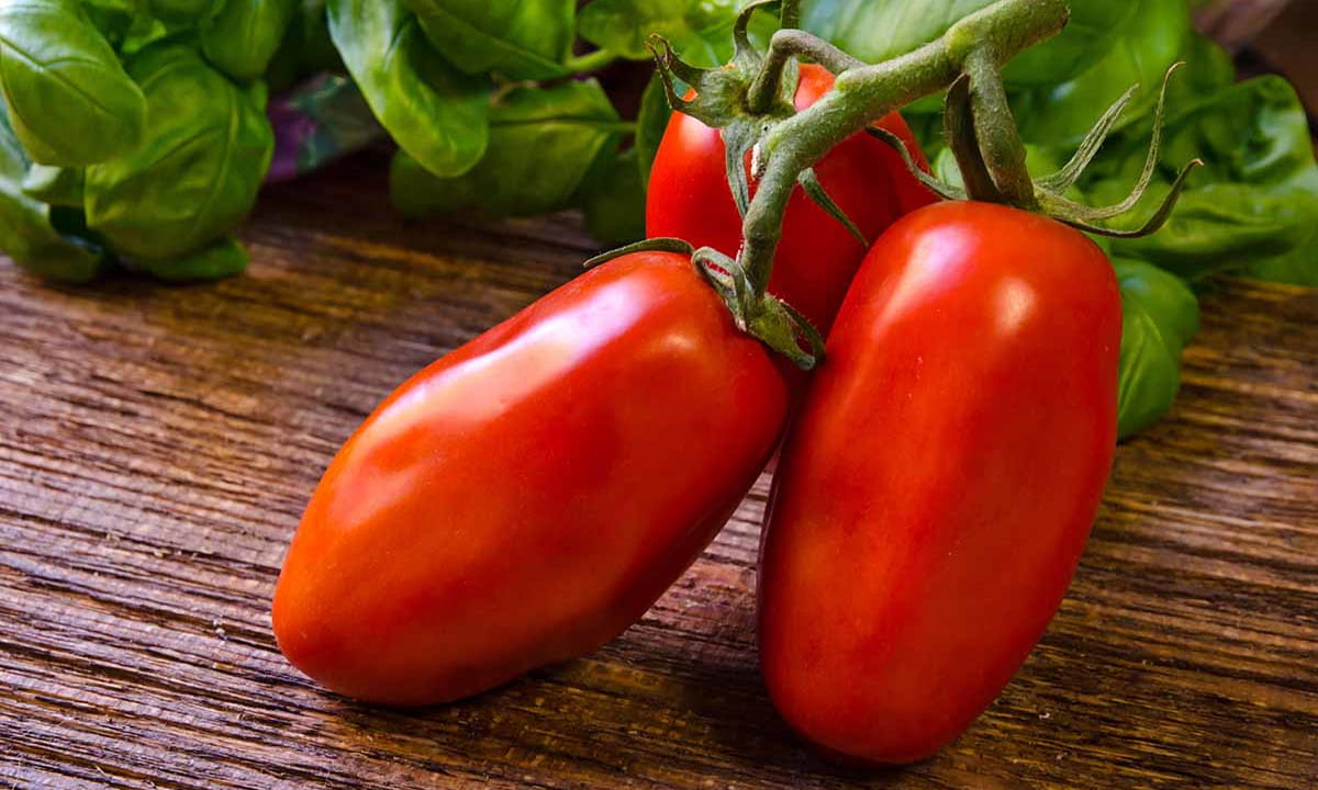 Paradajky san marzano